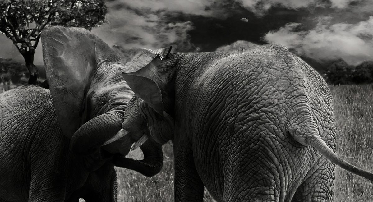 elephant-624127_1920.jpg