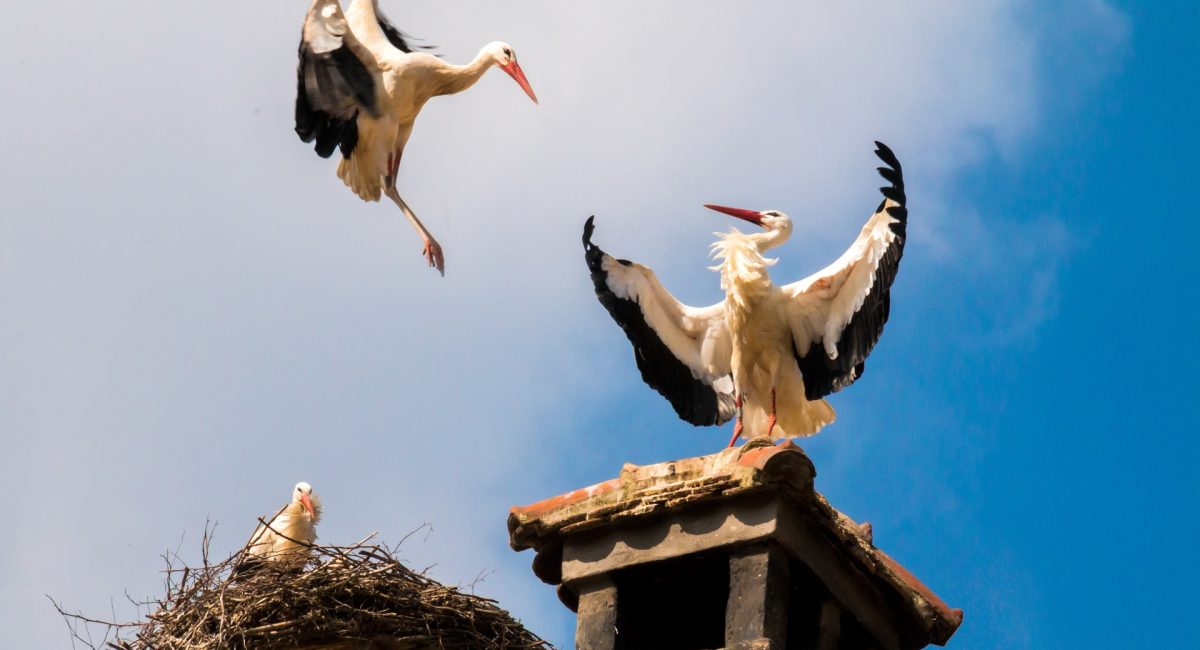 storks-1598322_1920.jpg